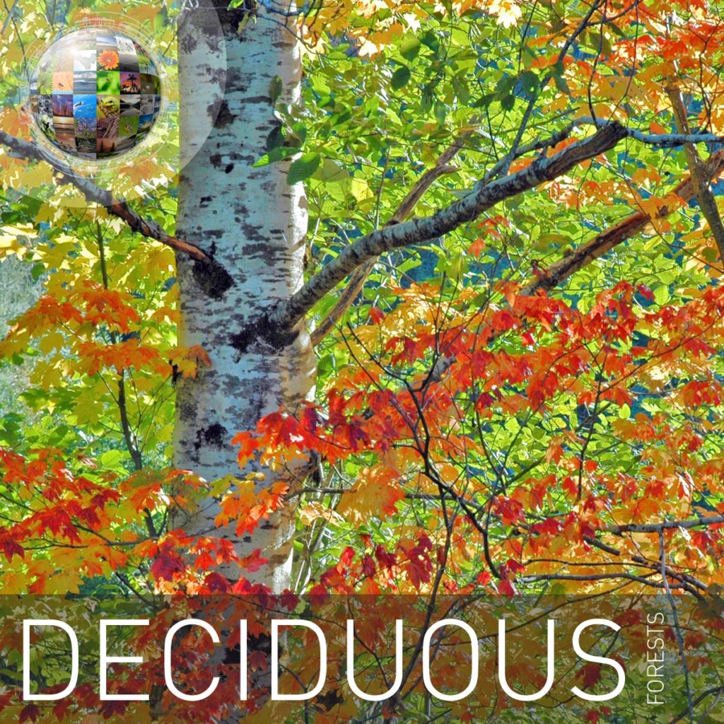 Deciduous Forests