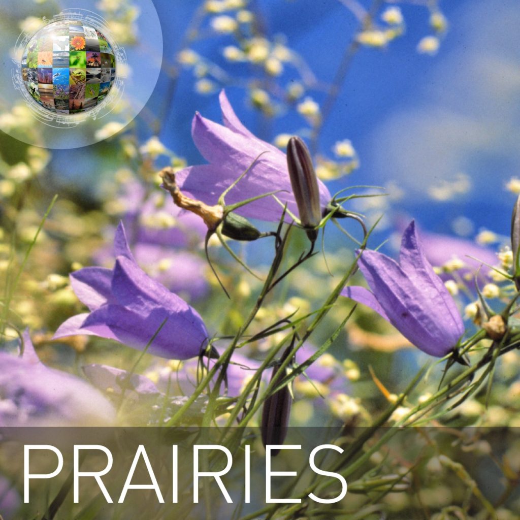 Prairies