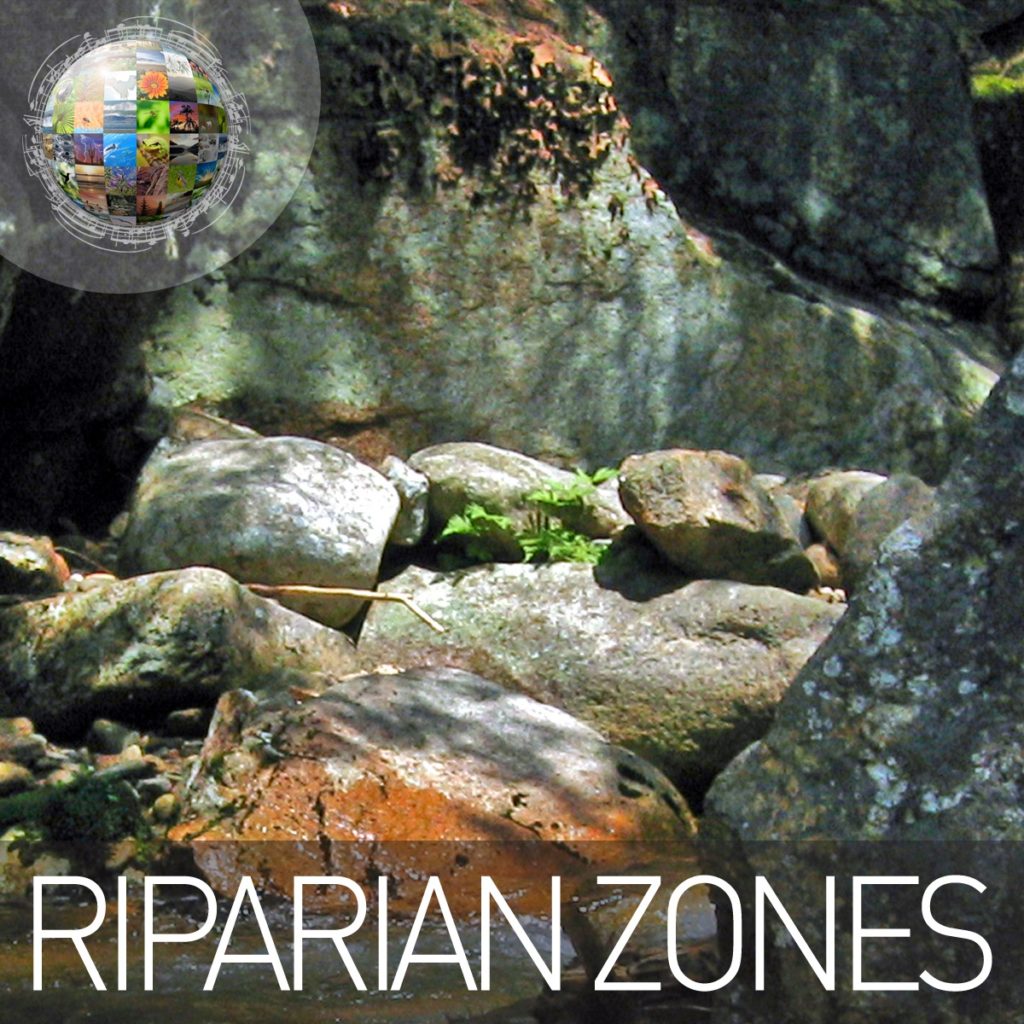 Riparian Zones