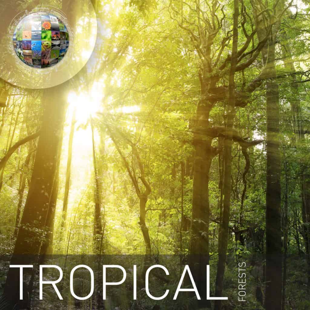 Tropical Forests